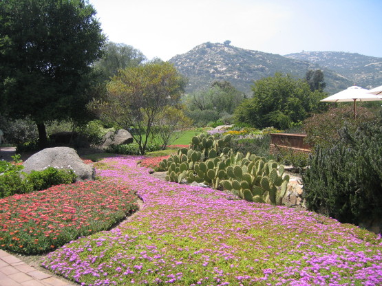 Rancho La Puerta views of flower bed, cacti, trees, mountain Kuchuma